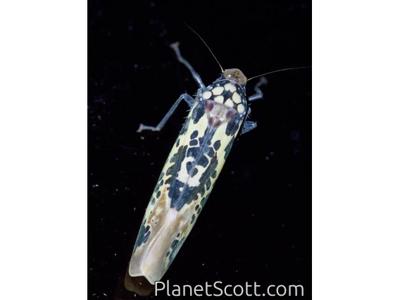 Spittlebug (Paromenia sp)