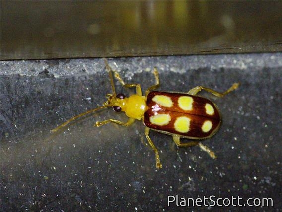 Skeletonizing Leaf Beetle (Paranapiacaba dorsoplagiata)