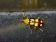 Skeletonizing Leaf Beetle (Paranapiacaba dorsoplagiata)