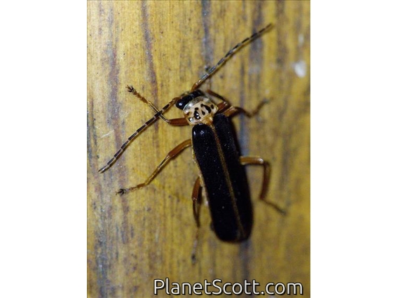 Soldier Beetle (Cantharidae sp)