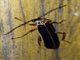Soldier Beetle (Cantharidae sp)