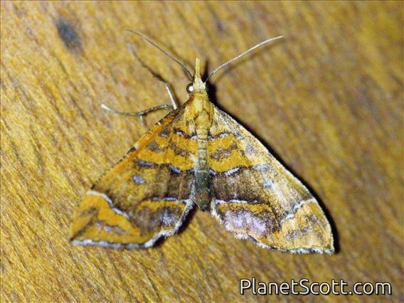 Carpet Moth (Psaliodes sp)