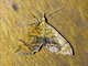 Carpet Moth (Psaliodes sp)