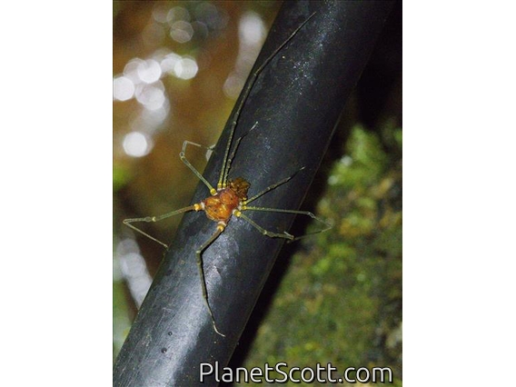 Cranaid Harvestman (Phareicranaus sp)