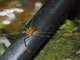 Cranaid Harvestman (Phareicranaus sp)