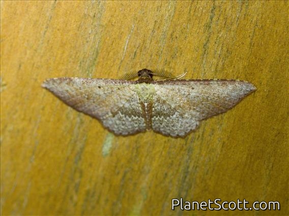 Geometer Moth (Geometridae sp)