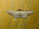Geometer Moth (Geometridae sp)