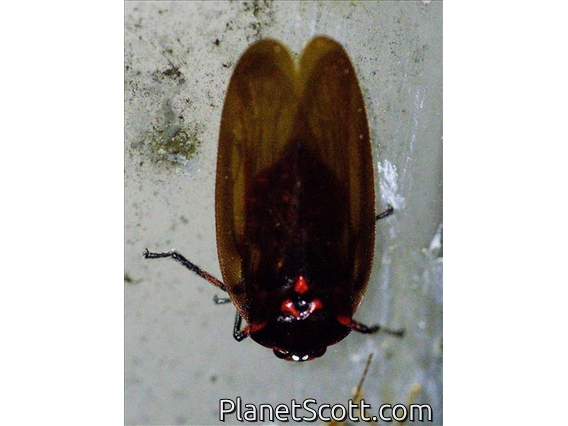 Leafhopper (Cicadellidae sp)