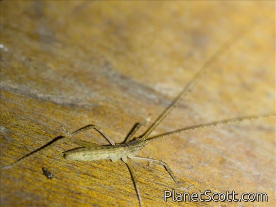 Katydid (Pleminiiti sp)
