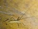 Katydid (Pleminiiti sp)