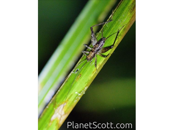 Spider Cricket (Phalangopsidae sp)