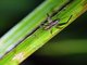 Spider Cricket (Phalangopsidae sp)