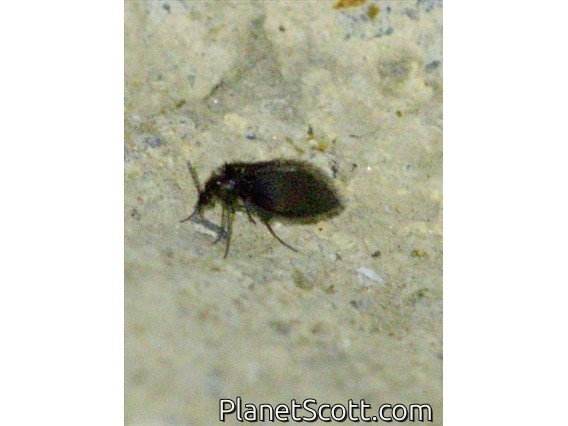Moth Fly (Quatiella sp)
