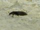 Moth Fly (Quatiella sp)