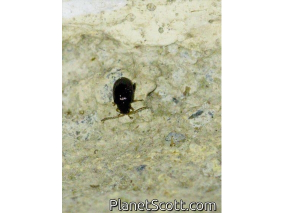 Beetle (Coleoptera sp)