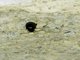 Beetle (Coleoptera sp)