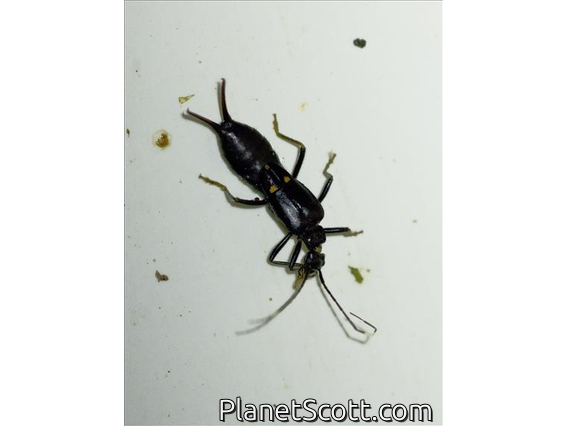 Common Earwig (Ancistrogaster mixta)