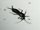 Common Earwig (Ancistrogaster mixta)