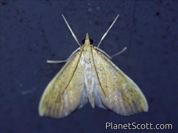 Pearl Moth (Anarmodia sp)