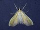 Pearl Moth (Anarmodia sp)