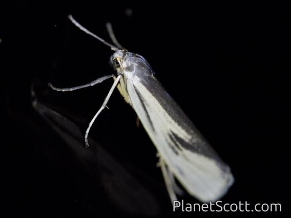 Lichen Moth (Agylla sp)