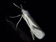 Lichen Moth (Agylla sp)