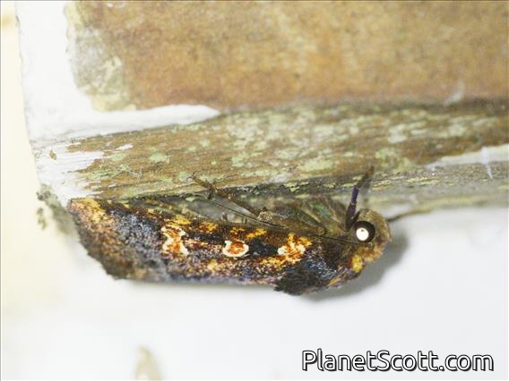 Cutworm Moth (Eriopyga sp)
