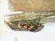 Cutworm Moth (Eriopyga sp)