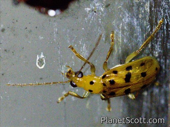 Skeletonizing Leaf Beetle (Isotes sp)