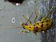 Skeletonizing Leaf Beetle (Isotes sp)