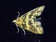 Pearl Moth (Crambidae sp)