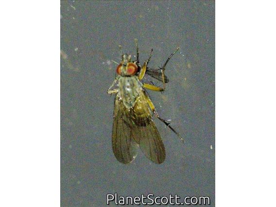 House Fly (Muscidae sp)