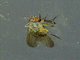 House Fly (Muscidae sp)