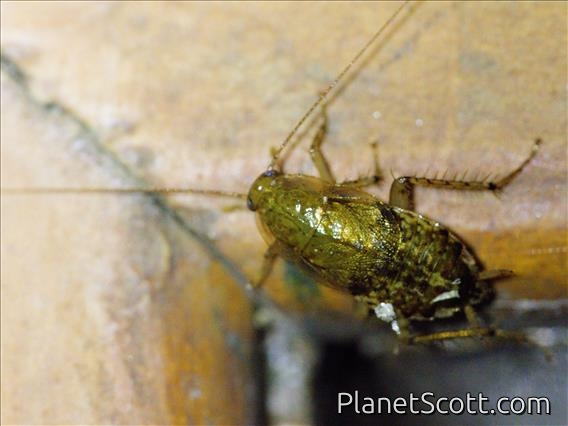 Cockroach (Blattellidae sp)