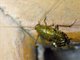 Cockroach (Blattellidae sp)