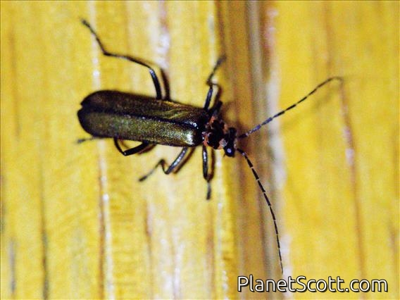 Soldier Beetle (Cantharidae sp)