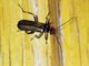 Soldier Beetle (Cantharidae sp)