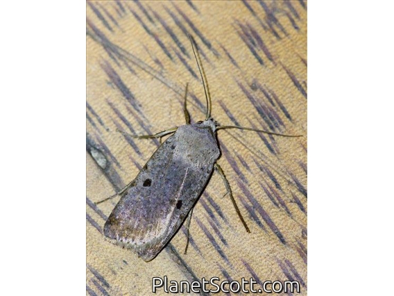 Cutworm Moth (Noctuidae sp)