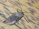 Cutworm Moth (Noctuidae sp)