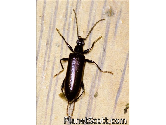 Long-jointed Beetle (Statirina sp)
