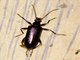 Long-jointed Beetle (Statirina sp)