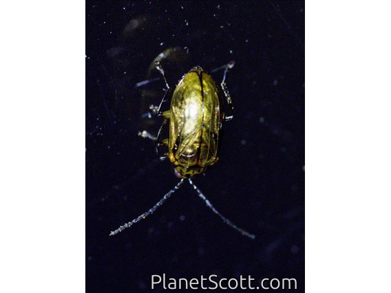 Leafhopper (Cicadellidae sp)