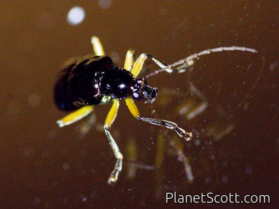 Skeletonizing Leaf Beetle (Isotes sp)
