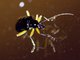 Skeletonizing Leaf Beetle (Isotes sp)