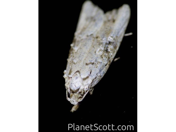 Erebid Moth (Erebidae sp)