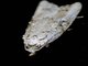 Erebid Moth (Erebidae sp)