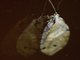 Caddisfly (Trichoptera sp)
