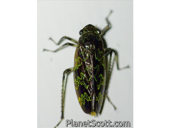 Leafhopper (Cicadellidae sp)