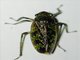 Leafhopper (Cicadellidae sp)