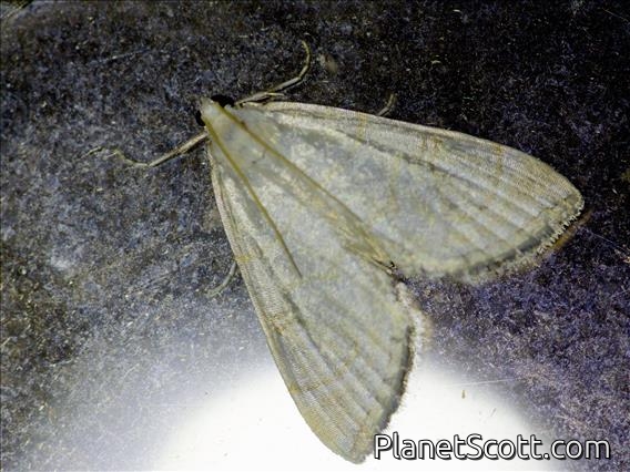 Crambid Snout Moth (Crambidae sp)